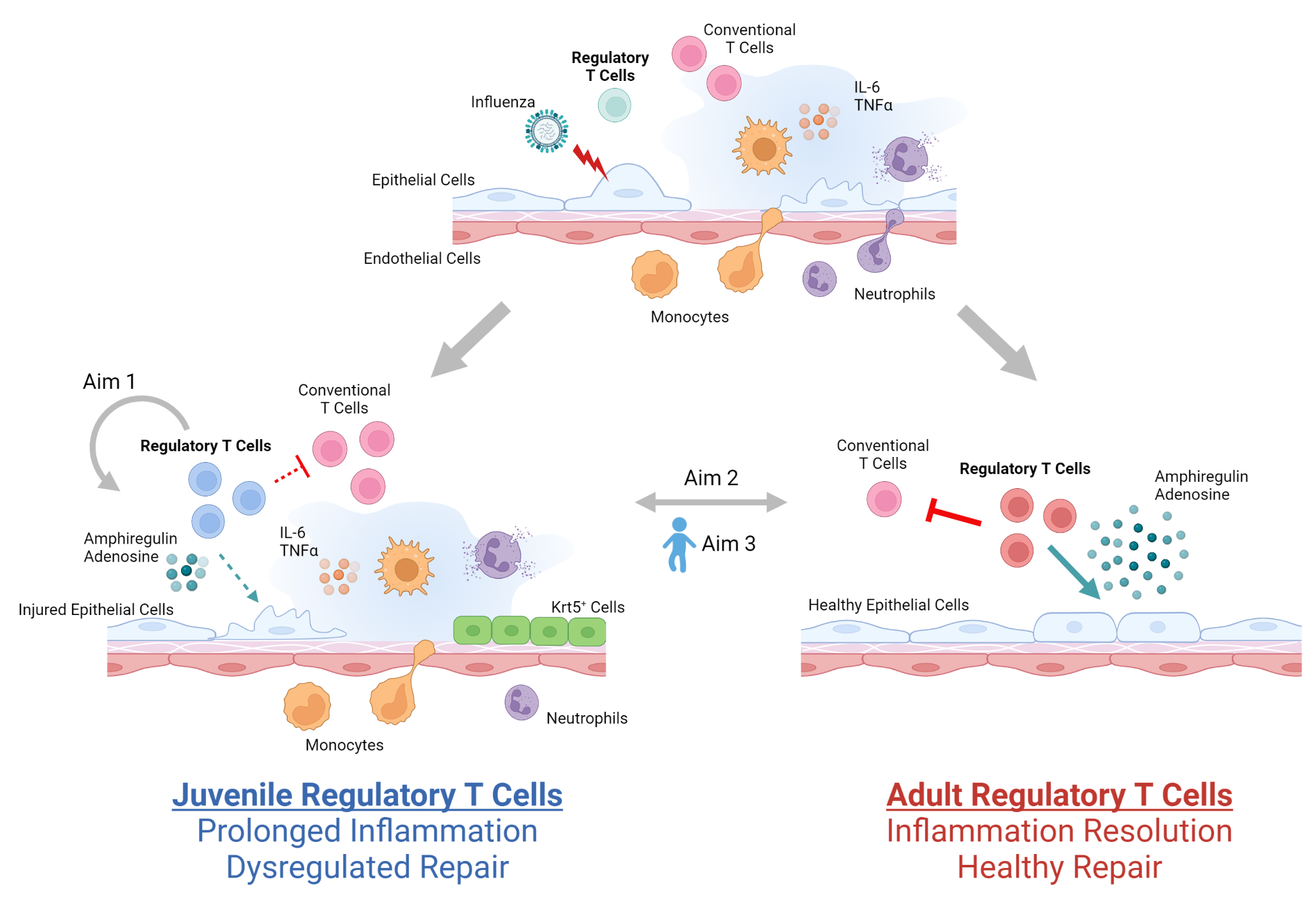 Diagram showing juvenile versus adult regulatory T cells in lung inflammation and injury repair