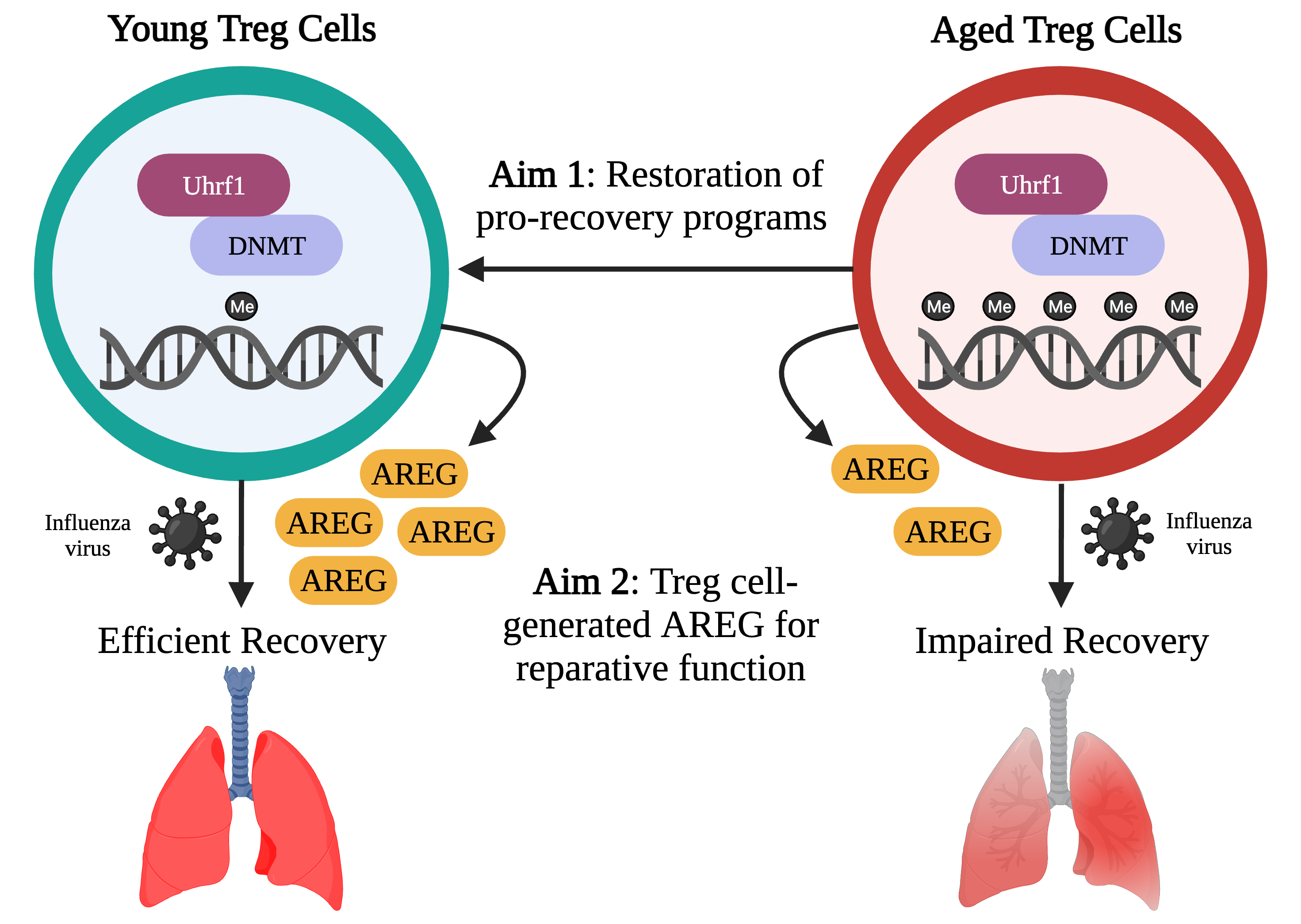 Diagram showing how DNA methyltransferases and UHRF1 affect amphiregulin production in young versus aged Treg cells